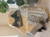 Picture of Beautiful Kalamkari printed sari 